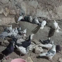 35تا کبوتر جفتی 350