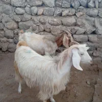بز وبزغاله