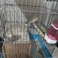 عروس هلندی