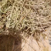 آویشن سرحدی