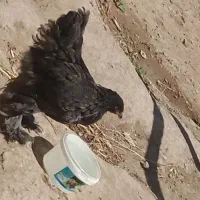 برهما