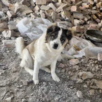 طوله ۷ماه شناسنامه دار