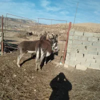 خر با الاغ نر بسیار تیز وسرحال