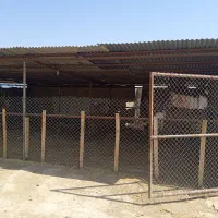 ورق ولوله.به این شماره تماس بگیرید