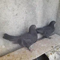 ۴مفلق تازه دانه خور شده
