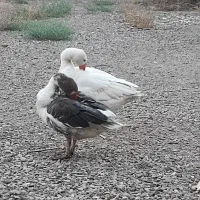 یک جفت غاز بالغ