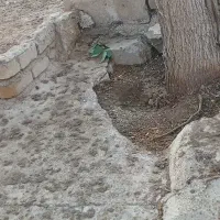 فروش ملک