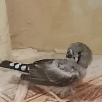 فنچ