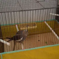 قفس پرنده
