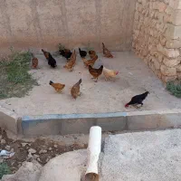 مرغ و خروس
