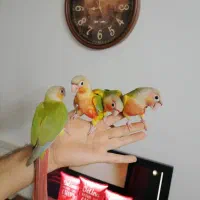 جوجه طوطی نازنازدستی
