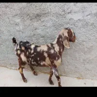 گله