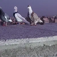 کفتر