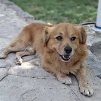 سگ پیدا شده