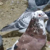 کفتر مسافتی پلاکی