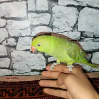 طوطی ملنگو، اعجوبه سخنگو بالای 20 کلام، دستی