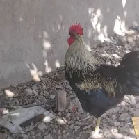 خروس