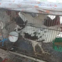 خروس گلین وخروس محلی  سنگین وزن