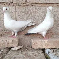 کبوتر نوک ریز