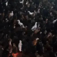 جوجه مرغ جهادی