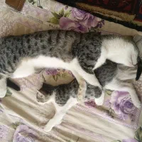 وا گ ذاری
