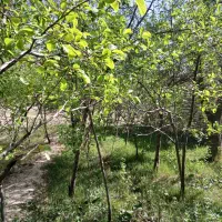 فروش زمین کشاورزی در منطقه برزک کاشان