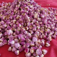 فروش غنچه گل محمدی