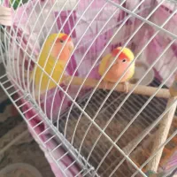 یک جفت کوتوله دستی زیبا