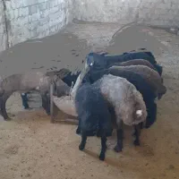 بره چاق