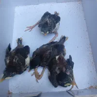 مینا شهریار ۱ هفته