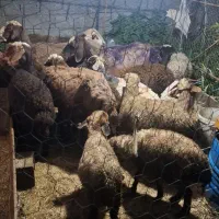 ۱4 راس گوسفند همراه با بره علف خوار
