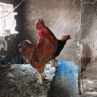 تعداد ۴عددمرغ تخمگذار و۲عددخروس و ۱جفت غاز