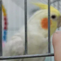 پرنده گمشده