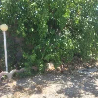 باغ وزمین همراه با آب وبرق آرامگاه فردوسی زاک