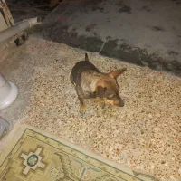 سگ پاکوتاه