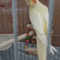 عروس هلندی