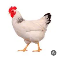 کار در مرغ داری