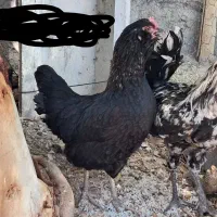 مرغ و خروس گلین و نیمچه گلین