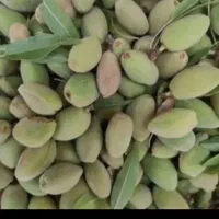 بادام درختی
