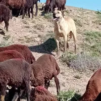 سگ سرابی اصیل