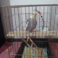 عروس هلندی