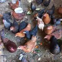 نیمچه مرغ و مرغ