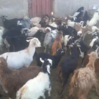 کهره
