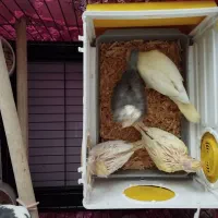 عروس هلندی جوجه