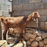 بز دورگ عالی شیردار