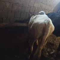 گوساله