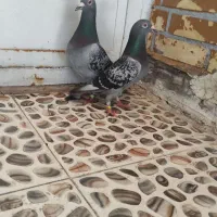نر و ماده