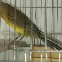 قناری سبز نر سوپری و ماده سبز باهم