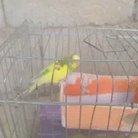 یک‌عدد‌مرغ‌عشق‌‌باقفس‌به‌فروش‌میرسد