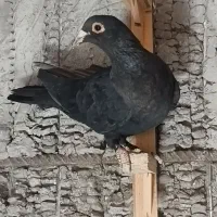 کلاغ